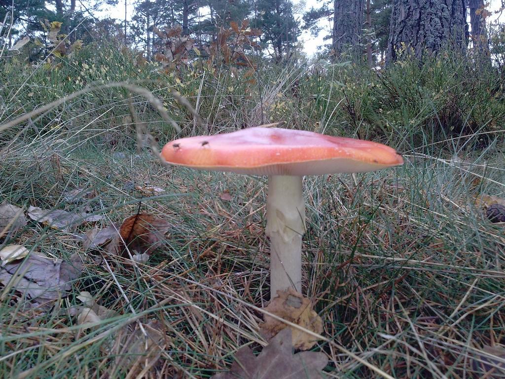 Tofvehults Boende Skaftet Esterno foto